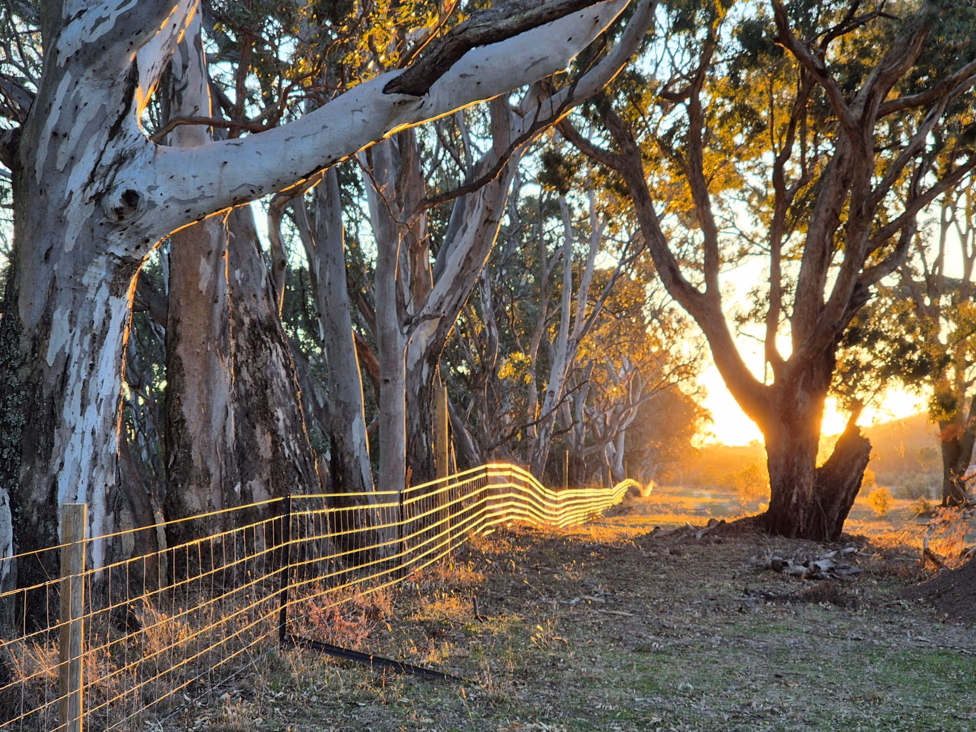 A farm fence and trees at sunset